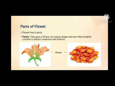 Parts of Flower and Pollination