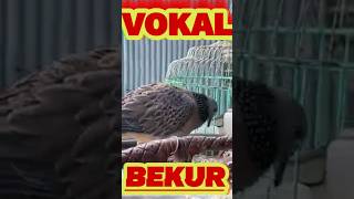 Download lagu DERKUKU GACOR Suara Vokal Bekur || SPEK KICAU & ANGGUNGAN mp3