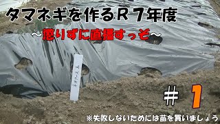 タマネギ作りR7年度　～懲りずにやっぞ直播～＃１