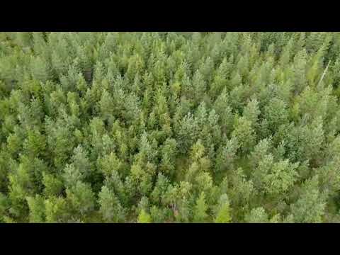 Metsolan metsäkoulu 103 - Miltä näyttää kulotettu metsä 20 v päästä