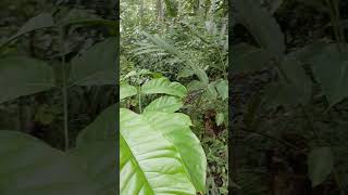 Download lagu Kopi klon kriting di bawah naungan mp3