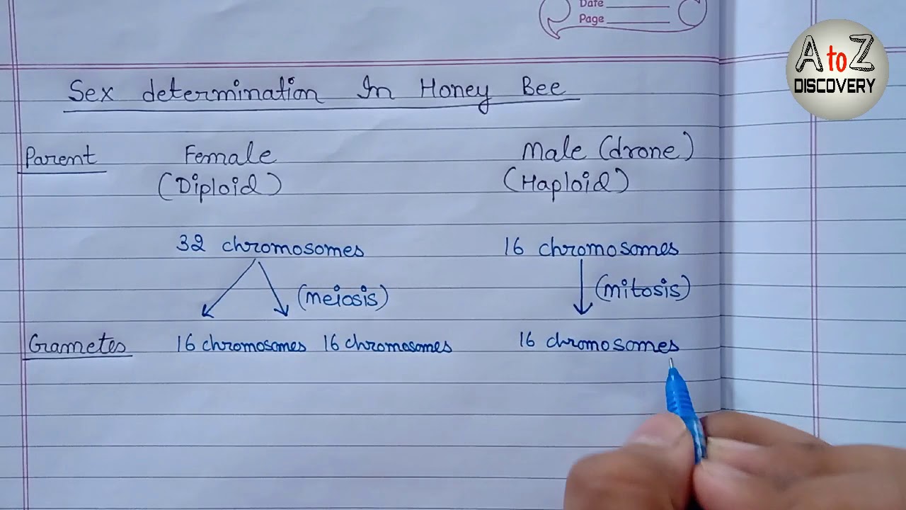 Sex Determination In Honey Bee | Parthenogenesis in Honey Bee