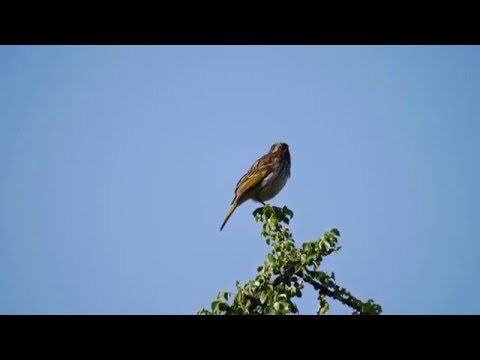 Kanárik pásikavý (Crithagra striolata) — video o speve a chove