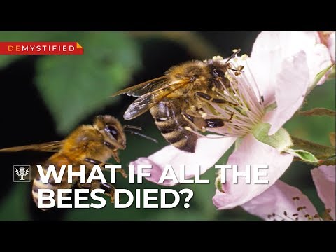 DEMYSTIFIED: What Would Happen If All the Bees Died? | Encyclopaedia Britannica