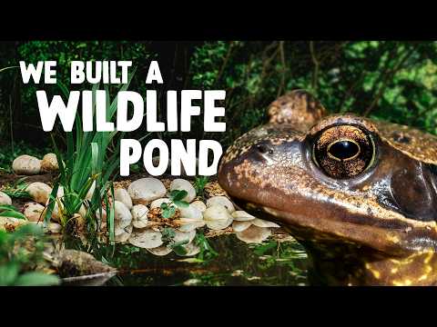 How to build a wildlife pond (Step-by-step guide for a nature-friendly garden)