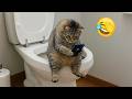 Funniest Cats And Dogs Clips 2025 Try Not To Laugh