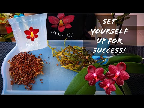 How to Repot & Care for your first Phalaenopsis Orchid! - Orchid Care for Beginners
