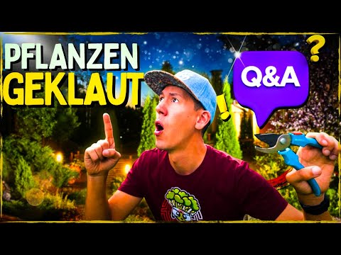 Cannabis Pflanze geklaut 😱 Richtig schneiden und Steckling machen - Q and A aus dem Garten