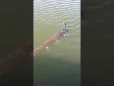 udany atak szczupaka