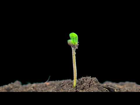 Primeros pasos de crecimiento de una planta de marihuana