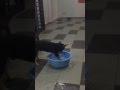 YoYo And DoDo Having Fun