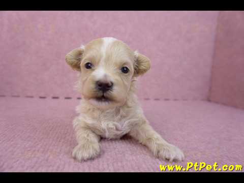 04/18馬爾泰迪公幼犬