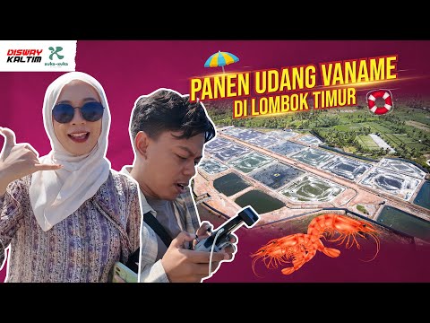 Lihat Pohon Purba dan Panen Udang Vaname di Lombok Timur