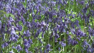 preview picture of video 'Bluebells HD'