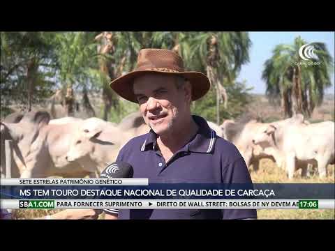 Touro do Sete Estrelas ganha destaque nacional por qualidade de carcaça