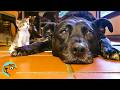 Big Dog Helps Raise Over 100s Of Foster Kittens Cuddle Buddies