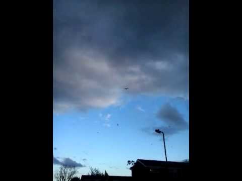 red kites birds