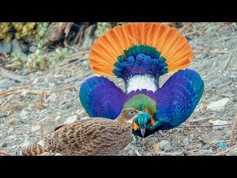 Himalayan Monal — samec pri tanci a toku