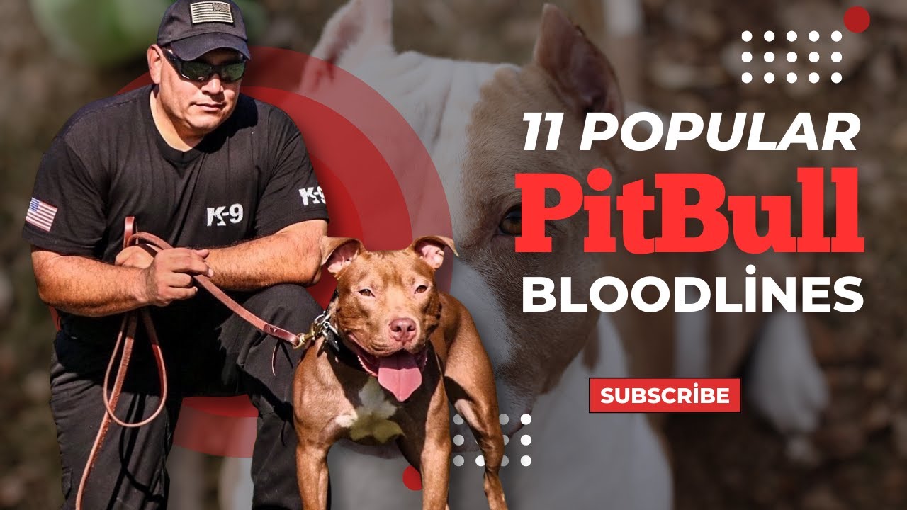 11 popular Pitbull Bloodlines