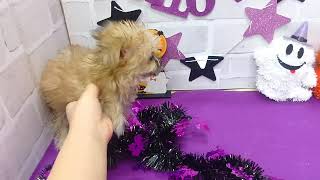 ハーフ犬の動画01