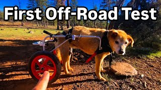 First Time Off-Road With a Wheelchair Dog