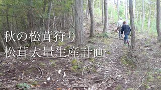 【松茸狩り】上手くいけば○○○万円！？目指せ！松茸の大量生産！