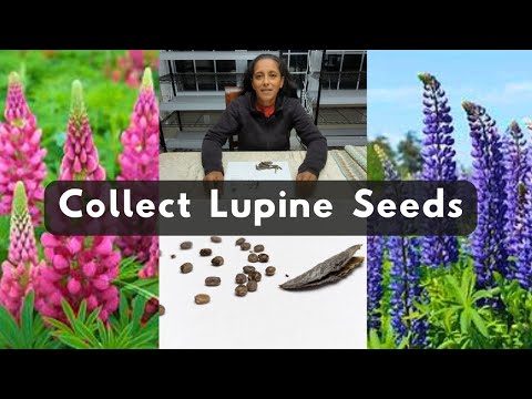 Lupine Flowers 🌱 How To Collect Harvest Store Save Seeds