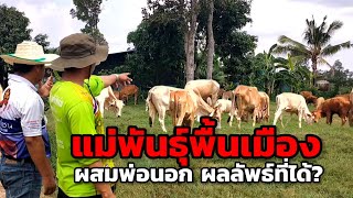 แม่พันธุ์พื้นเมือง ผสมพ่อพันธุ์นอก ผลลัพธ์ที่ได้ดีเกินคาด#เลี้ยงวัว #วัวเนื้อ