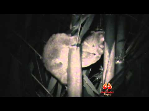 What is a slow loris? - The Little Fireface Project