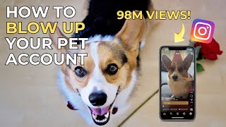 HOW to GROW a PET Instagram Account | 10 Tips! | 100k+ Followers in 30 Days!!