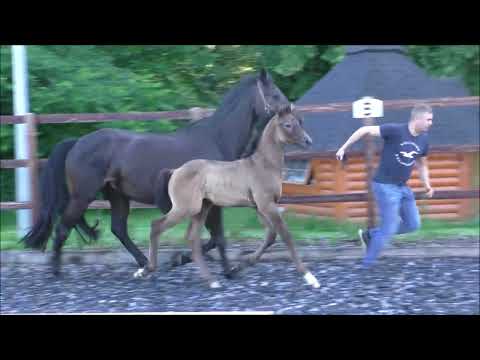 Hengstfohlen von Nairobi de Muze - Viscount