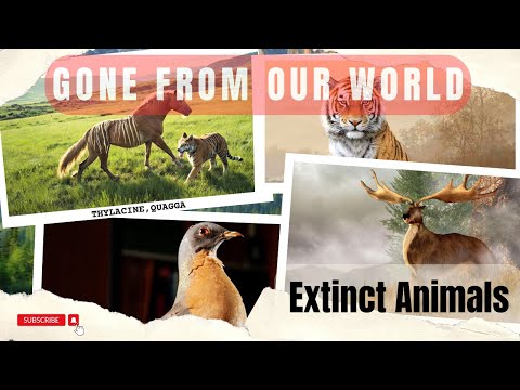 These Animals Disappeared Before You Were Born! Hurry, Watch Now! ⏰