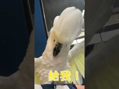 Cockatoo wants to eat apple😋 #parrot #cute