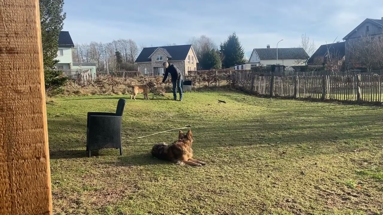 Spielzeug, Beute & Konkurrenz: Wenn Spielen unter Hunden kippt