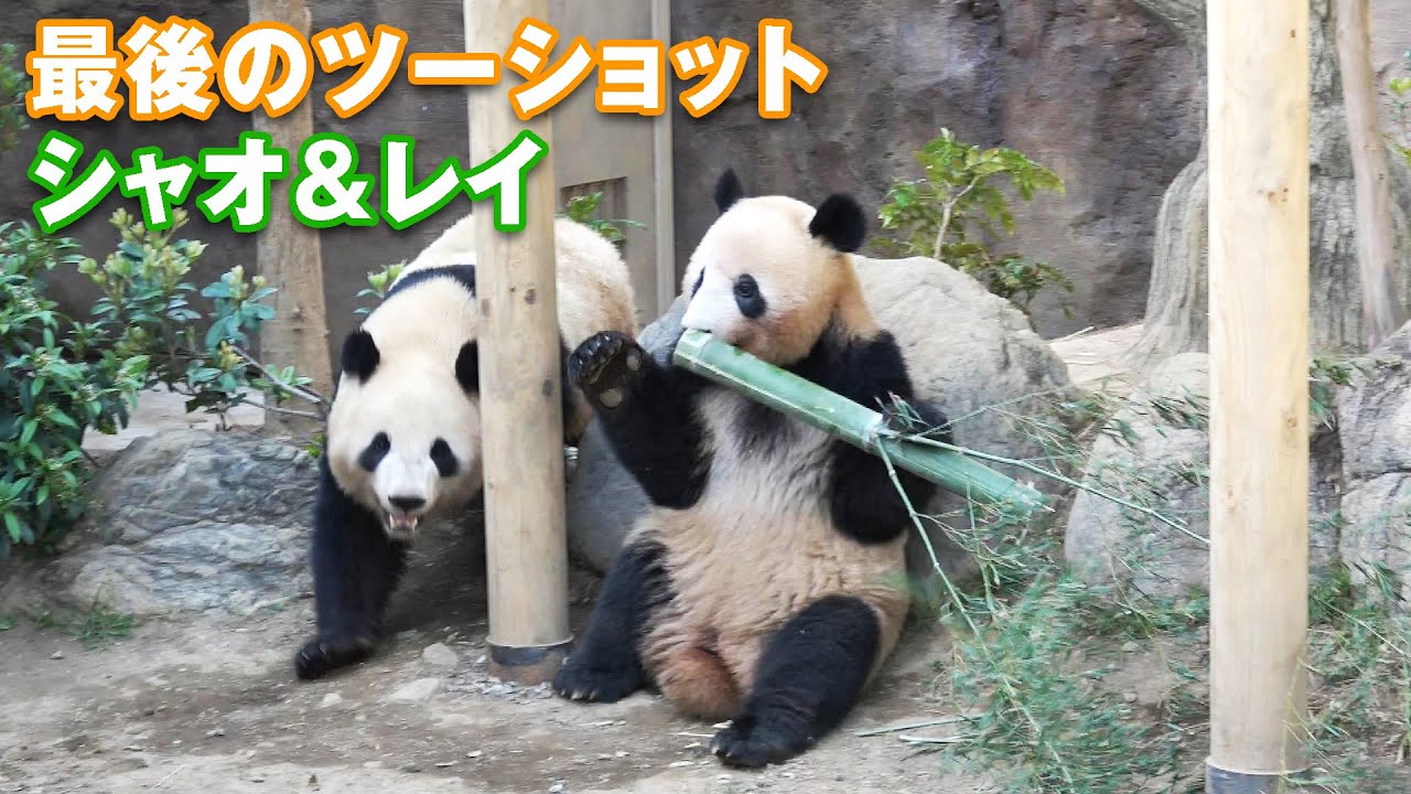 シャオシャオ＆レイレイ最後のツーショット（2024/4/14）