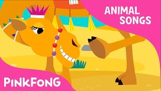 Humpy Lumpy Camel | Camel | Animal Songs | Pinkfong Songs for Children