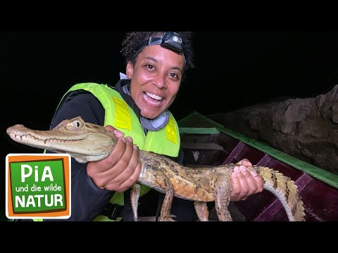 Wer schwimmt im Amazonas? | Reportage für Kinder | Pia und die wilde Natur