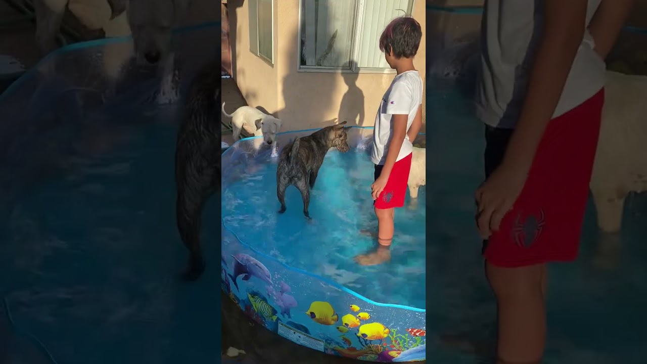 Enlarge HARLEY & LUNA, a Adoptable mixed breed in PORTLAND, OR video 6/6