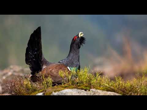 Winter O'er Speyside