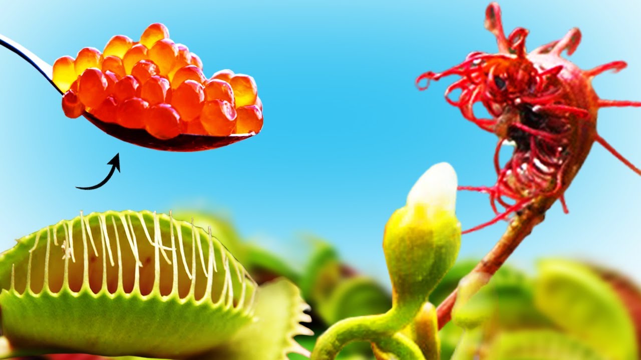 Накормил Икрой ХИЩНЫЕ РАСТЕНИЯ и Вот Что Из Этого Вышло! Я в шоке! 