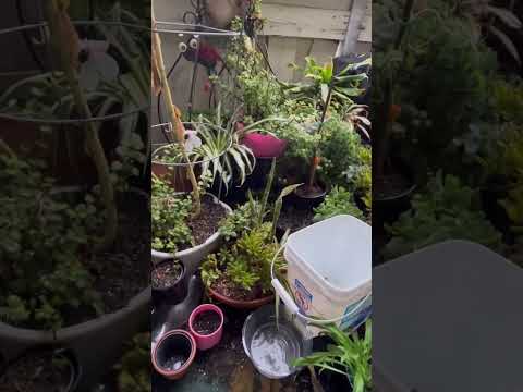 GARDEN BALCONY SPA DAY WITH SOME RAINWATER  🌧️ SHORTS #GARDENBALCONYSPADAYWITHSOMERAINWATER
