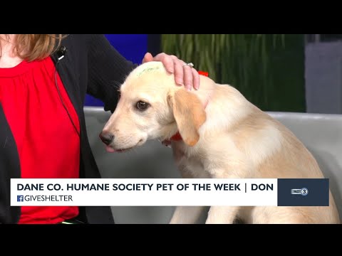 Meet Pet of the Week: Don - YouTube