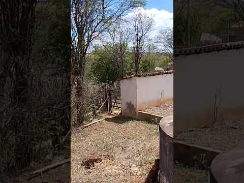 á vida no sertão nordestino,, zona rural de Quixaba Pernambuco!