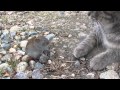 Cat Kisses A Mouse
