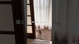 今日も明日もいい日🌸 #vlog #古民家 #日常 #猫 #ヤギ