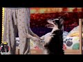 Adrian Stoica And Hurricane Full Performance Comments America S Got Talent 2023 Auditions W