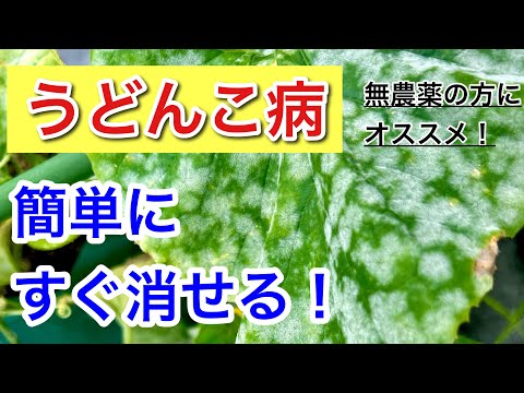 ズッキーニのうどんこ病を自家製の牛乳とヨウ素溶液で治療する
