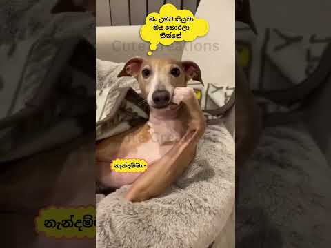 දැං දීපංකෝ උත්තර🤣🤣🤣🤣cat#funnyanimals#funny#cute#srilanka#shorts#short#trendingshorts#lankan#cats