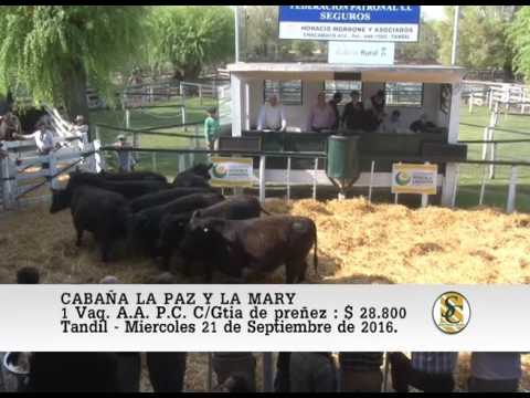 21-09-16 Venta de Vaq. Preñ. y Vac con crìa - Cabaña La Paz y La Mary - Tandil.