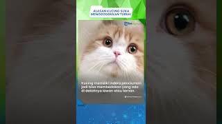 Ternyata Ini ALASAN yang Bikin Kucing Sering Menggosokkan Tubuhnya ke Kaki Pemilik